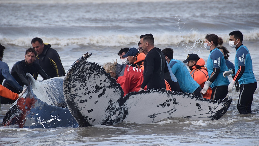 El primer procedimiento de salvataje resultó dificultoso.