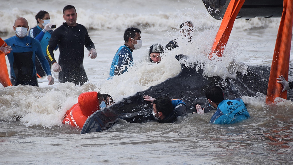 Regresaron al mar a dos ballenas varadas en la costa bonaerense.