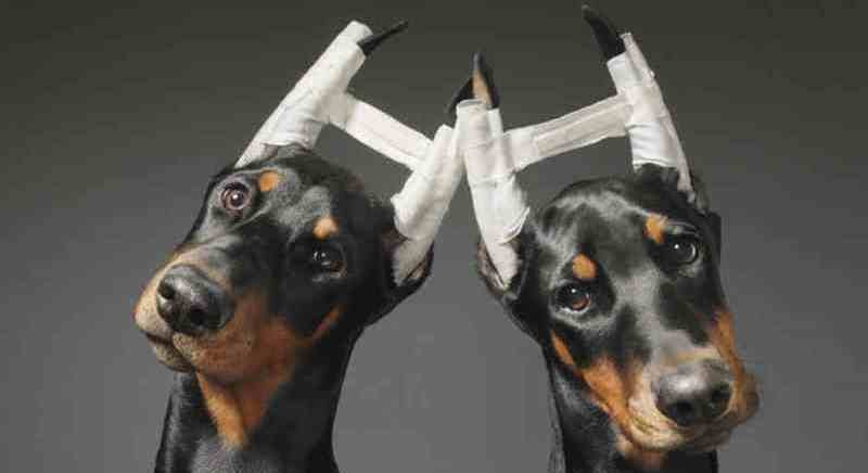 Avanza el proyecto que prohíbe la mutilación de mascotas con fines estéticos en Mendoza