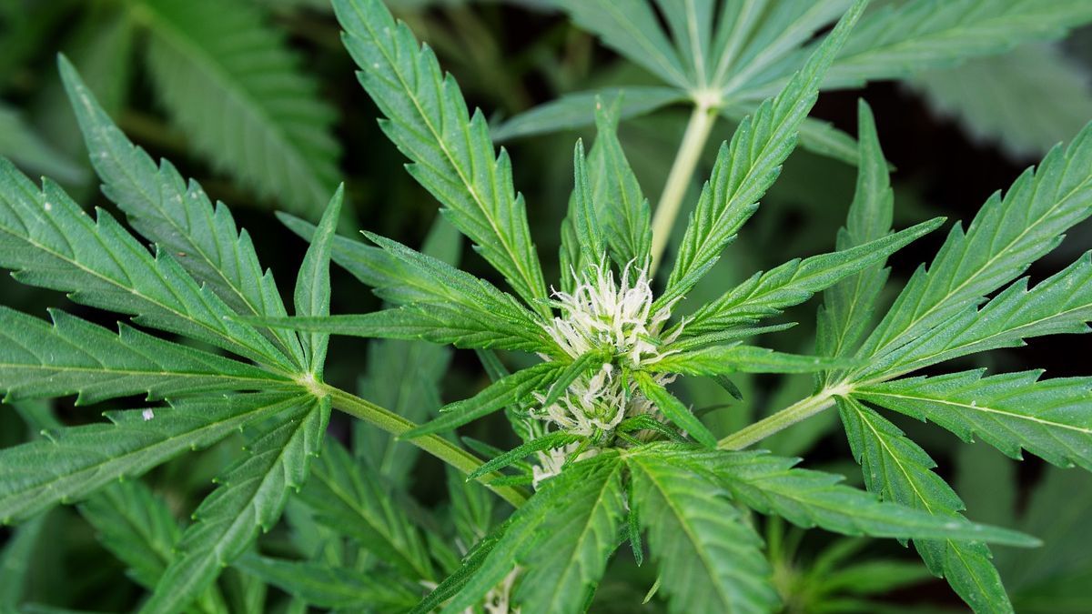 Jujuy inició la cosecha de cannabis medicinal “más importante de Latinoamérica”