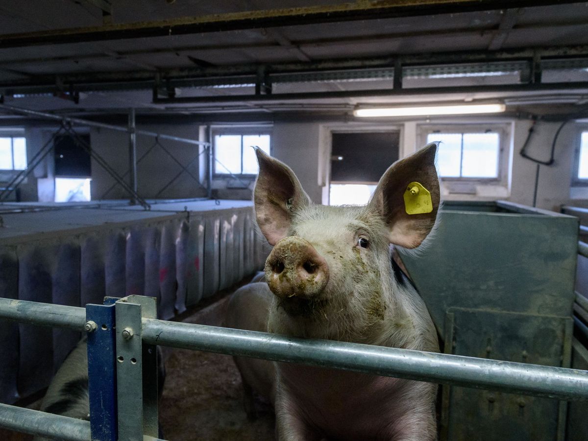 Foto: Un cerdo en una granja de Alemania. (EFE)