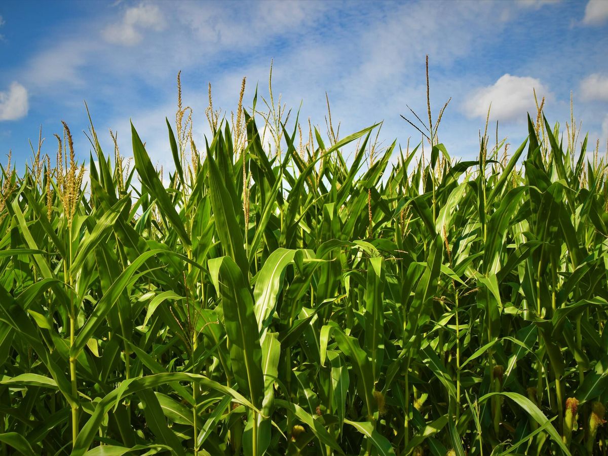 ¿Qué come tu comida? El futuro del ganado de carne va desde los insectos a la soja verde