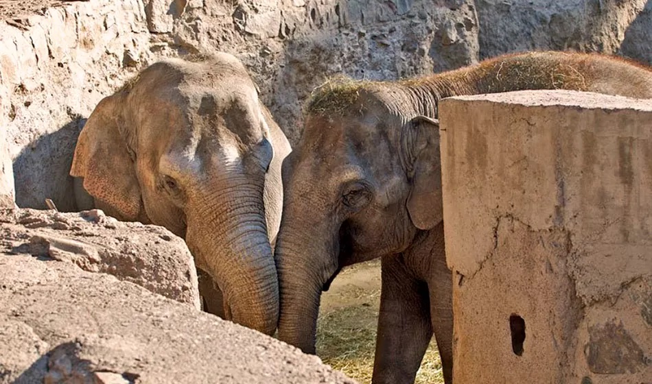 Senadora del PJ acusa al gobierno de Mendoza de mentir sobre el traslado de las elefantas