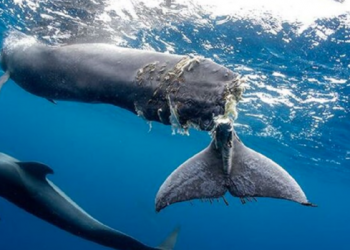 Fast ferries en Canarias, un viaje ‘mortal’ para las ballenas