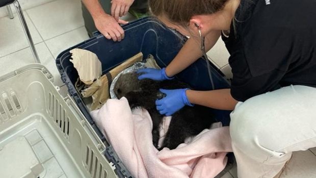 Hallan en estado «crítico» a un osezno en un camino de la localidad leonesa de Colinas del Campo