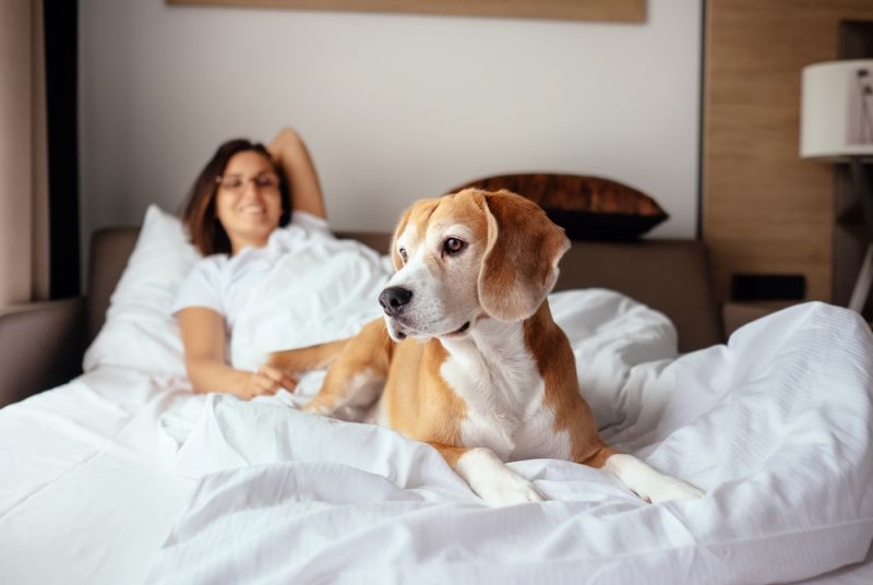 Hoteles pet-friendly: qué ofrecen los cinco estrellas que permiten alojarse con mascotas