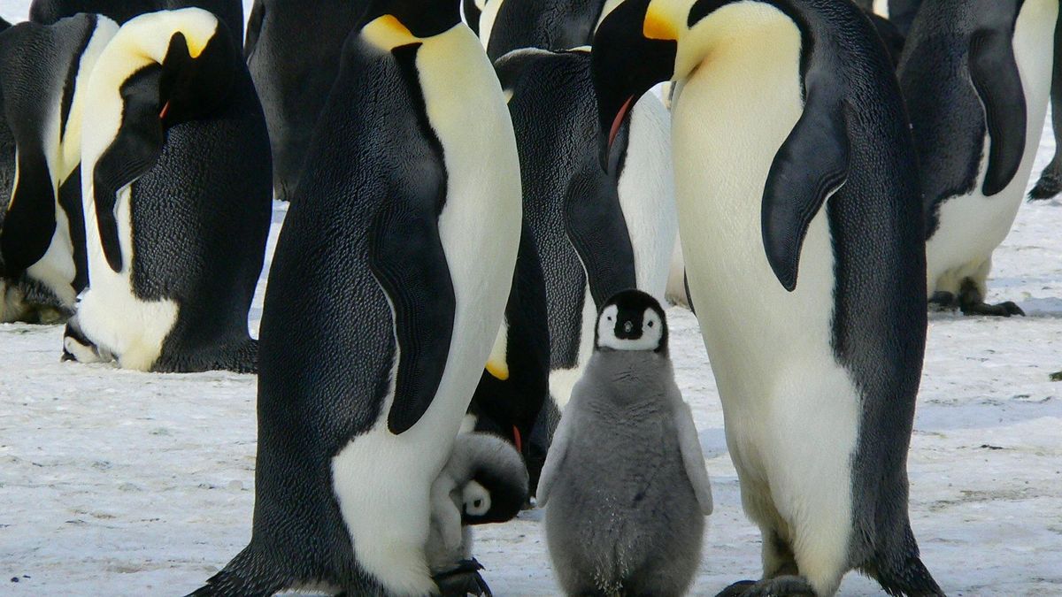 Pingüino emperador, en serio riesgo de extinción por cambio climático