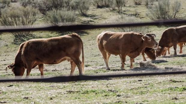 Un total de 1.056 ganaderos de vacuno de carne de Castilla-La Mancha han cobrado 3,9 millones de euros este viernes