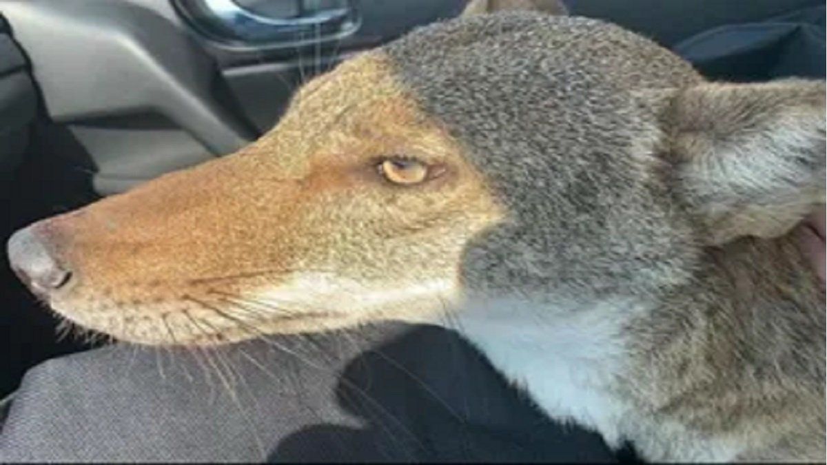 Una familia pensó que había adoptado un perro callejero: era un coyote