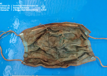 Veterinarios encuentran una mascarilla en el estómago de un delfín que varó en Tenerife