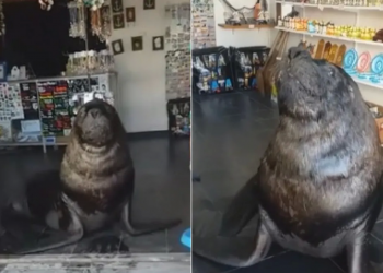 Mar del Plata: sorpresa y risas por lobo marino que se metió en un comercio y se hizo viral