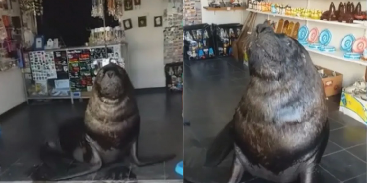 Mar del Plata: sorpresa y risas por lobo marino que se metió en un comercio y se hizo viral