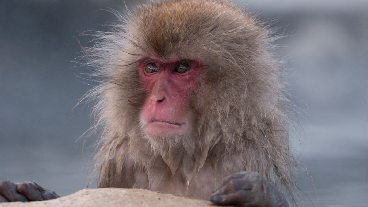 Capturan y matan en Japón a miembro de la banda de macacos que aterrorizó a un pueblo