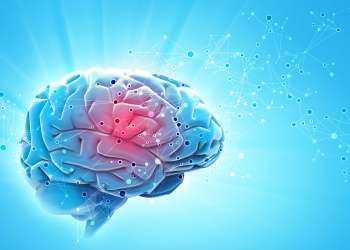 Cerebro: descubren cómo se modifica para adquirir nueva información