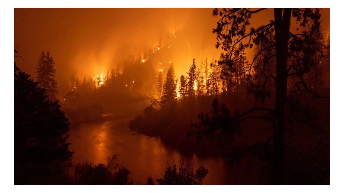 Insólito: quiso prender fuego a una araña y provocó un incendio forestal