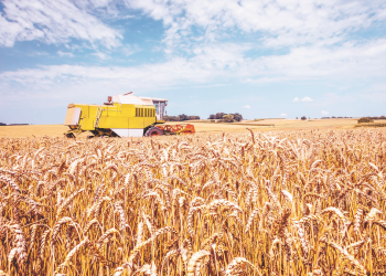 Las lluvias permitieron terminar la siembra de trigo