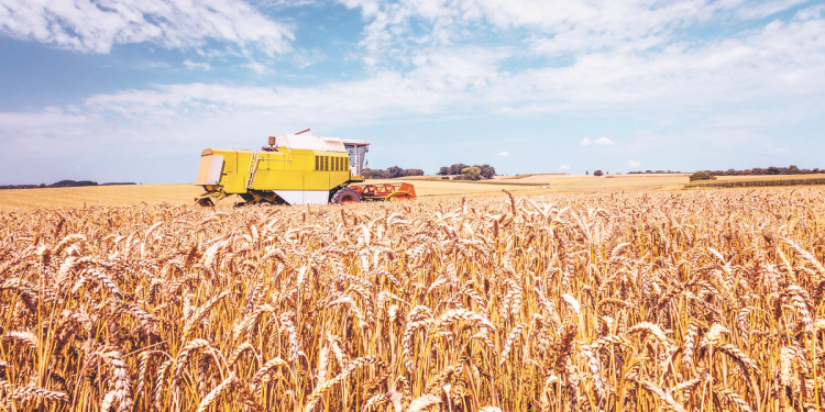 Las lluvias permitieron terminar la siembra de trigo