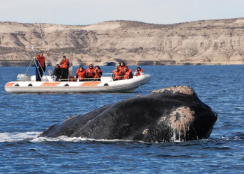 Recomiendan no acercarse a menos de 200 metros de las ballenas en casos de avistaje