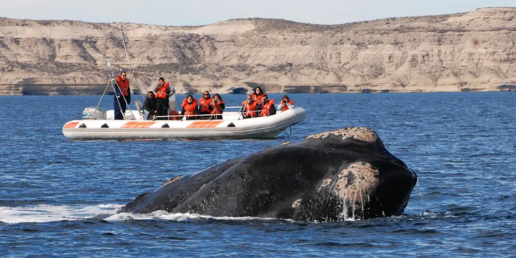 Recomiendan no acercarse a menos de 200 metros de las ballenas en casos de avistaje