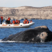 Recomiendan no acercarse a menos de 200 metros de las ballenas en casos de avistaje
