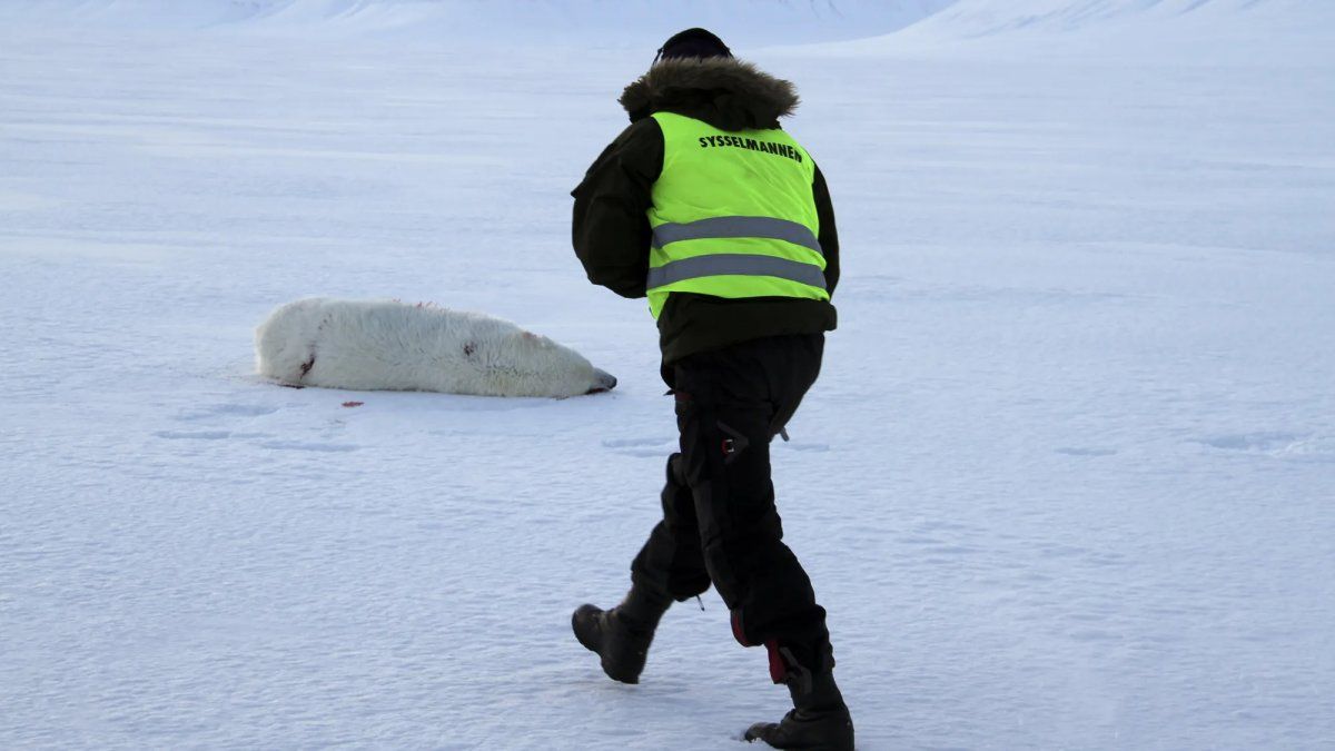 Una turista francesa fue atacada por un oso polar en un campamento del Ártico