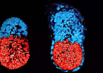 Crearon embriones sin espermas ni óvulos
