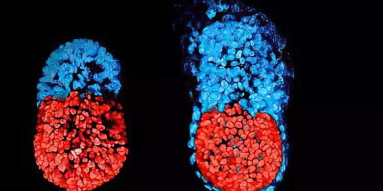Crearon embriones sin espermas ni óvulos