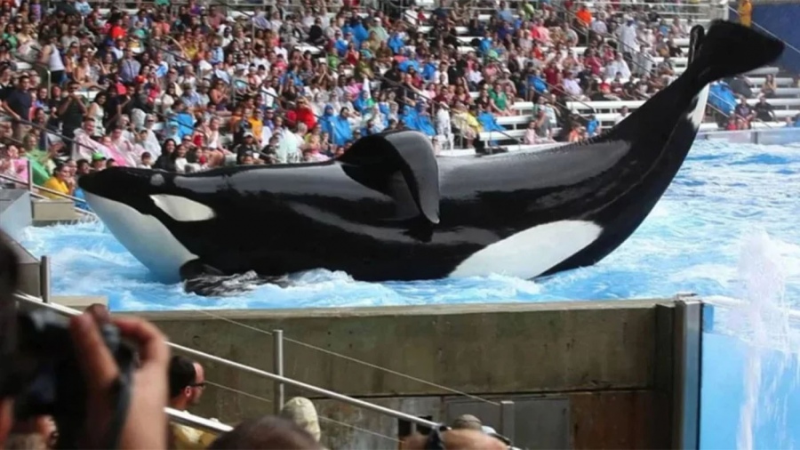 Se presenta formalmente un proyecto para prohibir los espectculos con animales marinos silvestres en cautiverio