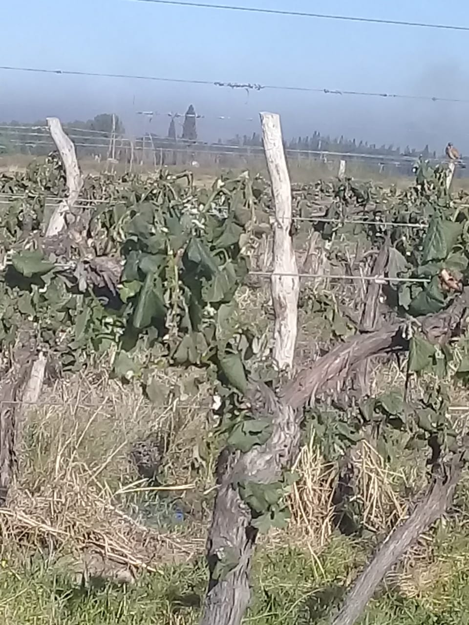 El efecto de las heladas de la semana en los viñedos mendocinos