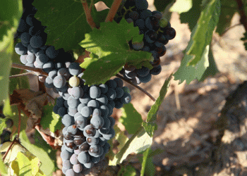 “Esto no va más”: Gabriela Lizana propone redistribuir la “renta-viabilidad” en la industria vitivinícola mendocina