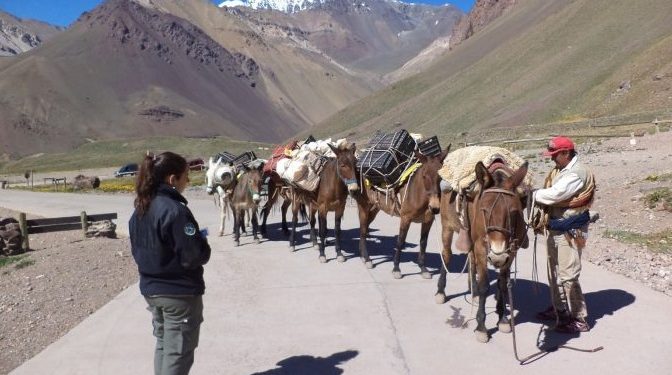 Tras los cuestionamientos, el Gobierno de Mendoza explicó el “manejo y control” de las mulas en el Aconcagua