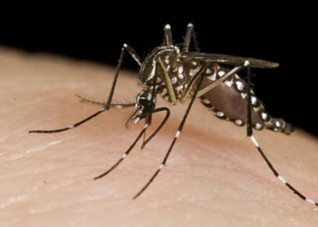 Se registraron más de 56 mil casos de dengue en todo el país (y más de 1200 de chikungunya)