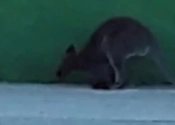 La Guardia Civil atrapa dos canguros a la fuga en las proximidades de la Universidad Camilo José Cela>