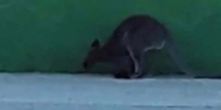 La Guardia Civil atrapa dos canguros a la fuga en las proximidades de la Universidad Camilo José Cela>