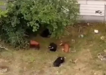 Localizan mes y medio después a la vaquilla que se escapó con otras nueve reses camino de un matadero cerca de Valladolid>