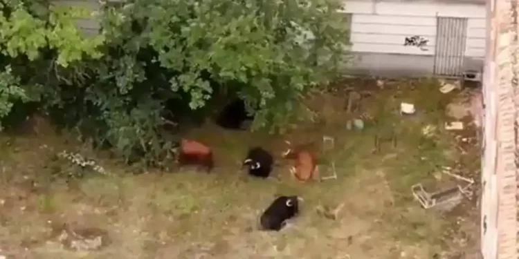 Localizan mes y medio después a la vaquilla que se escapó con otras nueve reses camino de un matadero cerca de Valladolid>