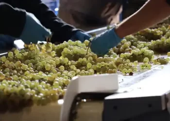 Guadianeja Airén Encascado, el vino de Ciudad Real que sublima una uva «denostada» rescatando una tradición secular>
