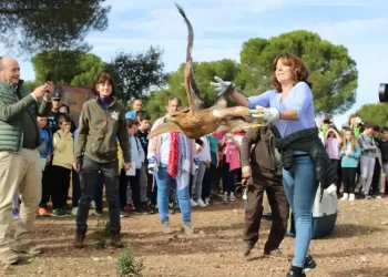 «Recuperación milagrosa» del águila imperial ibérica: de 50 parejas reproductoras a 400>