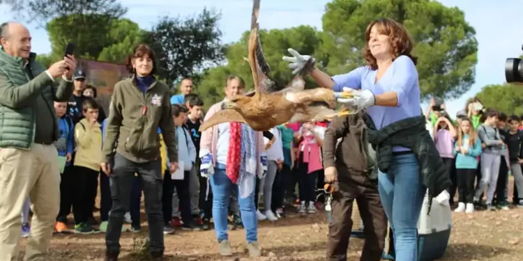 «Recuperación milagrosa» del águila imperial ibérica: de 50 parejas reproductoras a 400>