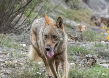 Aumentan los ataques de lobos con quince animales muertos al día>