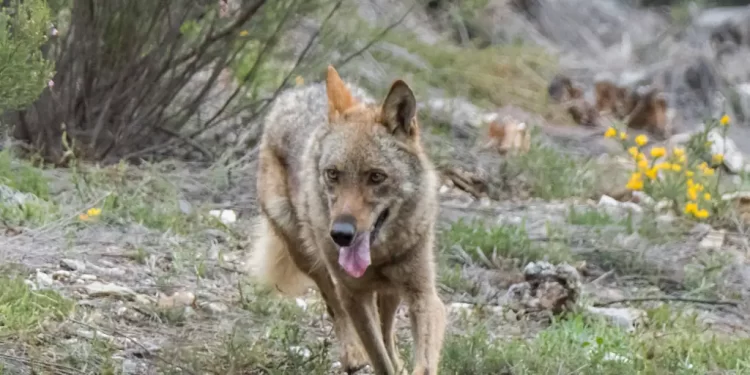 Aumentan los ataques de lobos con quince animales muertos al día>