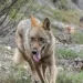 Aumentan los ataques de lobos con quince animales muertos al día>