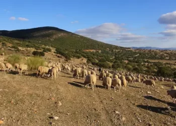 El lobo regresa a zonas de Castilla-La Mancha donde se daba por desaparecido casi medio siglo después>