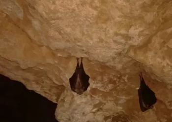 En cuevas, túneles, minas o desvanes, hasta 36.000 murciélagos se cobijan en las tinieblas de Castilla y León>