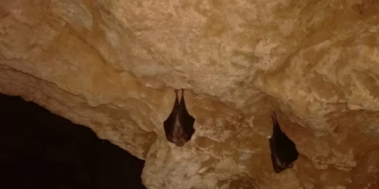 En cuevas, túneles, minas o desvanes, hasta 36.000 murciélagos se cobijan en las tinieblas de Castilla y León>