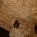En cuevas, túneles, minas o desvanes, hasta 36.000 murciélagos se cobijan en las tinieblas de Castilla y León>