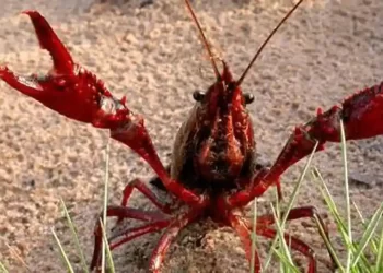 Fábula del cangrejo okupa>