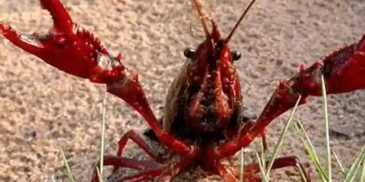 Fábula del cangrejo okupa>