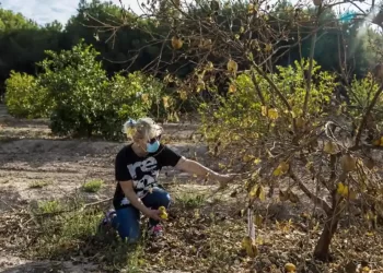 Agricultura concede a más de 9.500 productores de frutales en Castilla-La Mancha ayudas por valor de 7,2 millones>