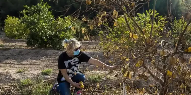 Agricultura concede a más de 9.500 productores de frutales en Castilla-La Mancha ayudas por valor de 7,2 millones>
